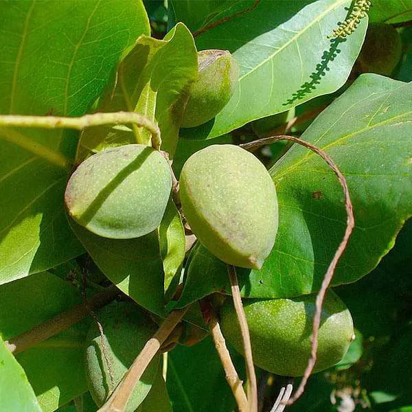 Indian_Hybrid_Almond_Fruit_Plant_(Pack_Of_1)