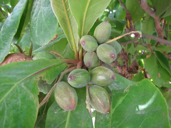 Indian_Hybrid_Almond_Fruit_Plant_(Pack_Of_1)