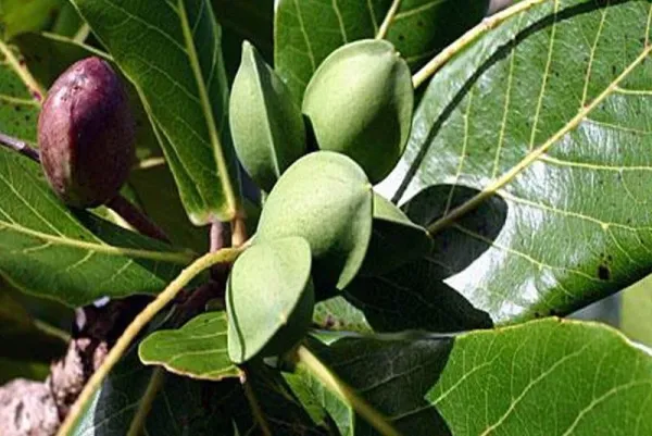 Indian_Hybrid_Almond_Fruit_Plant_(Pack_Of_1)