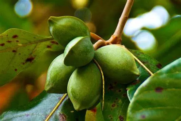 Indian_Hybrid_Almond_Fruit_Plant_(Pack_Of_1)