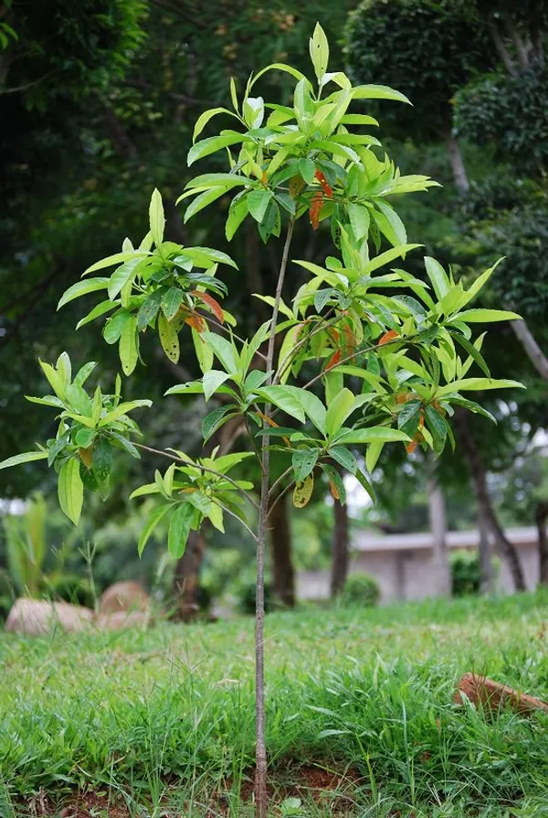 Indian_Hybrid_Rudrakhas_Plant_(Pack_Of_1)