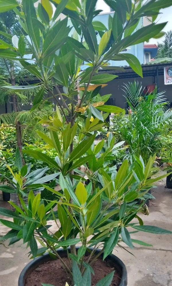 Indian_Hybrid_Rudrakhas_Plant_(Pack_Of_1)