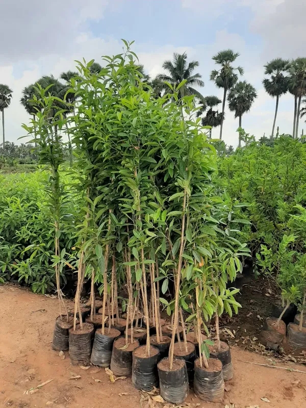 Indian_Hybrid_Rudrakhas_Plant_(Pack_Of_1)