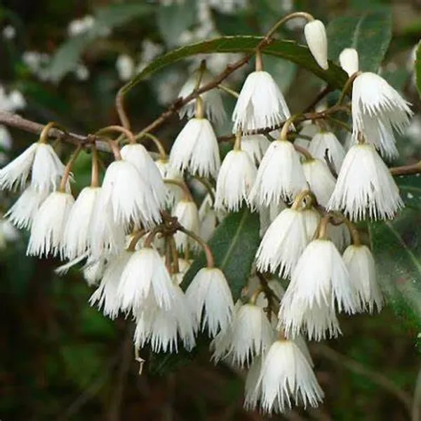 Indian_Hybrid_Rudrakhas_Plant_(Pack_Of_1)