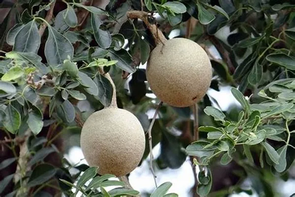 Indian_Super_Testy_Hybrid_Wood_Apple_Fruit_Plant_(Pack_Of_1)