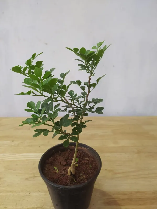 Indian_Super_Testy_Hybrid_Wood_Apple_Fruit_Plant_(Pack_Of_1)