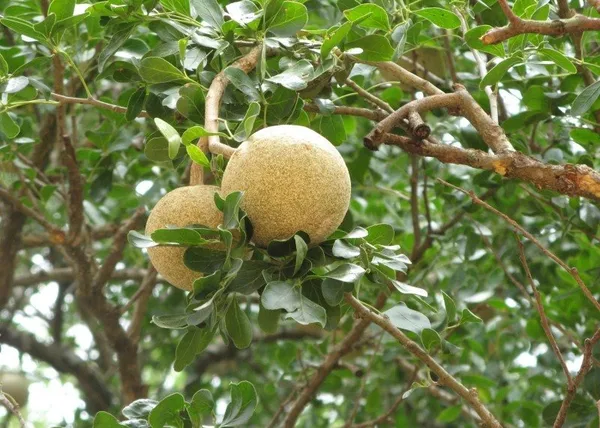 Indian_Super_Testy_Hybrid_Wood_Apple_Fruit_Plant_(Pack_Of_1)