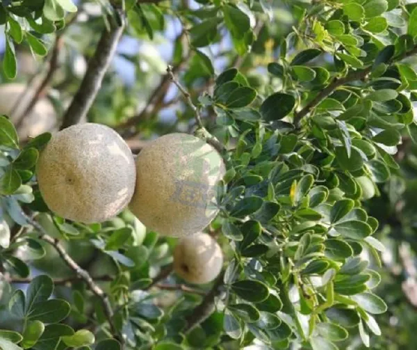 Indian_Super_Testy_Hybrid_Wood_Apple_Fruit_Plant_(Pack_Of_1)