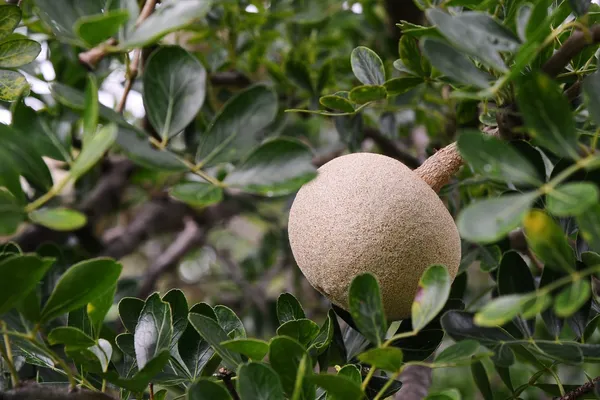 Indian_Super_Testy_Hybrid_Wood_Apple_Fruit_Plant_(Pack_Of_1)
