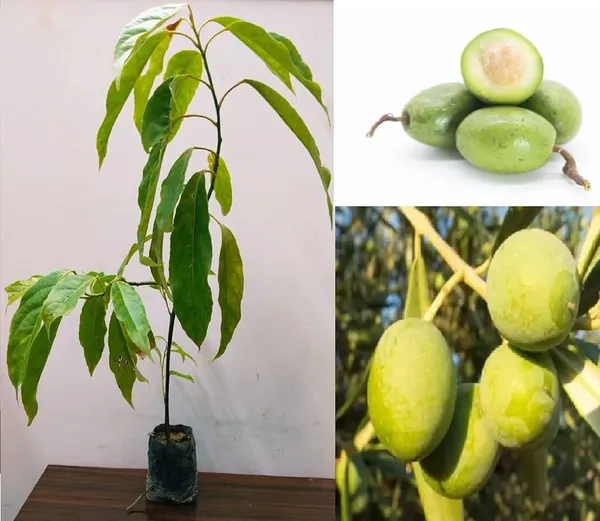 Indian_Verity_Olive_Plant_(1.5-3_Feet_Height_Pack_Of_1)