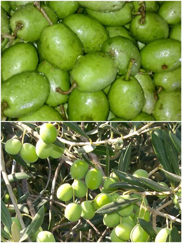 Indian_Verity_Olive_Plant_(1.5-3_Feet_Height_Pack_Of_1)