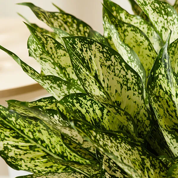 Indoor_Snow_White_Aglaonema_Plant