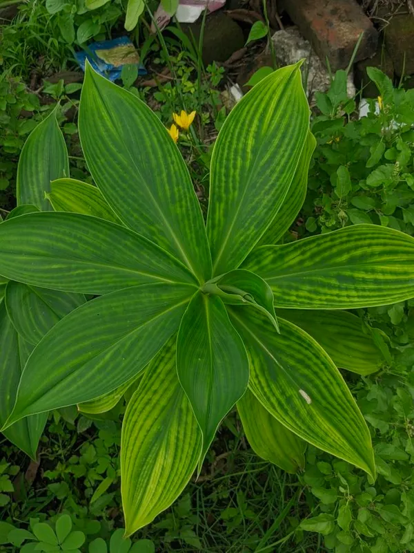 Insulin_Leaf_Flower_Plant