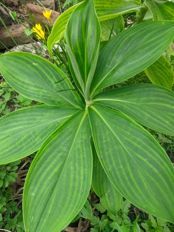 Insulin_Leaf_Flower_Plant