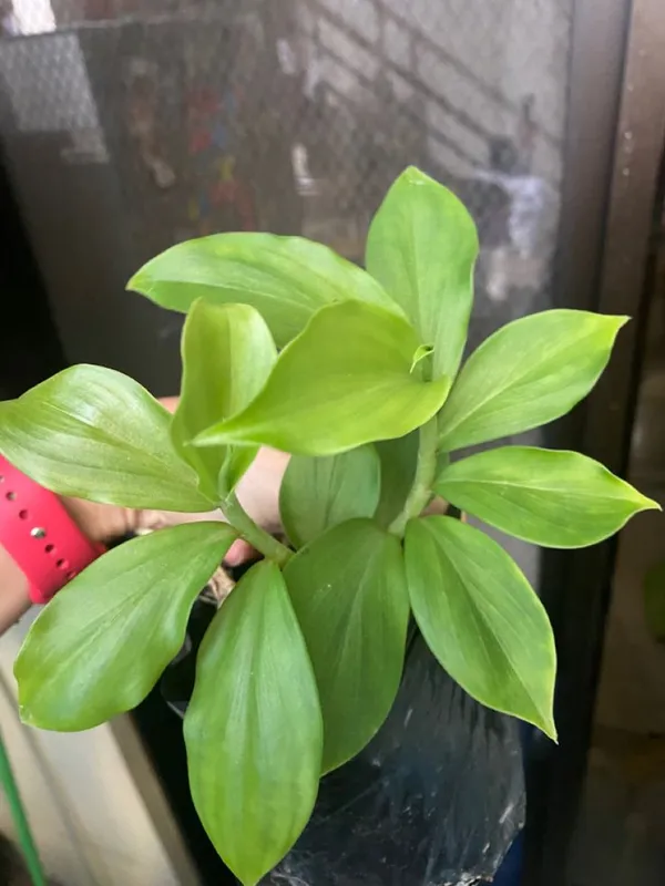 Insulin_Leaf_Flower_Plant