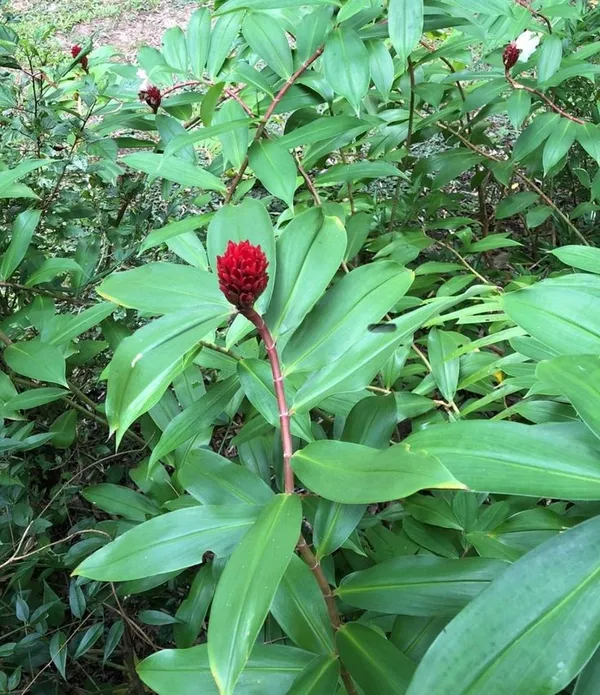 Insulin_Leaf_Flower_Plant
