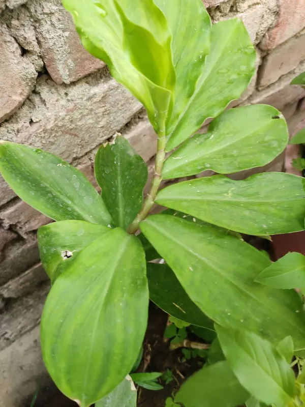 Insulin_Leaf_Flower_Plant