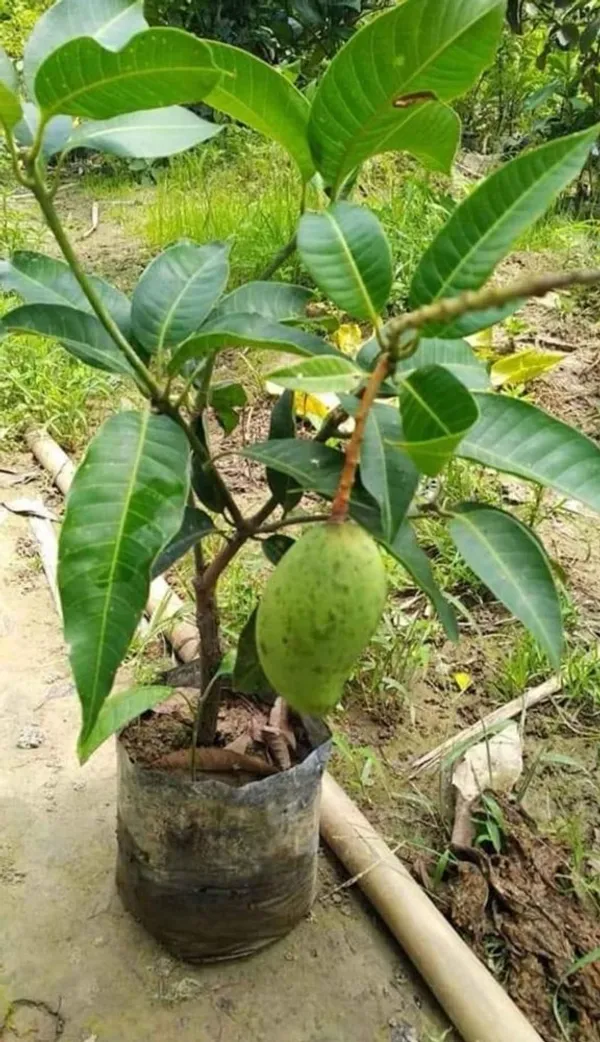 12_Month_Mango_Plant_Hybrid