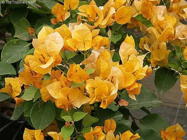 Bougainvillea_California_Gold_Yellow_|__Flower_Plant