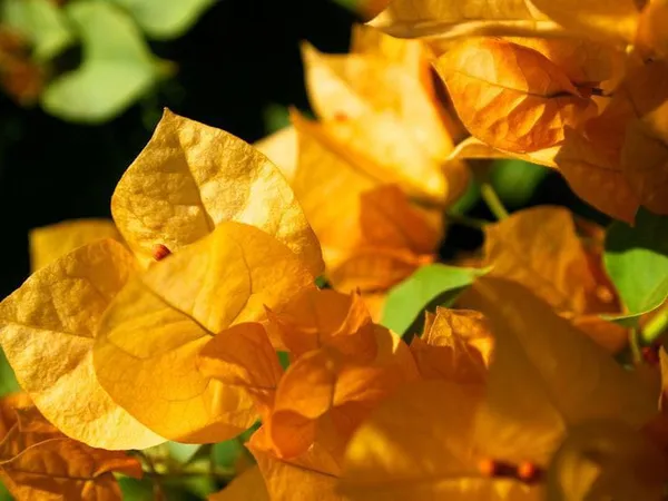 Bougainvillea_California_Gold_Yellow_|__Flower_Plant
