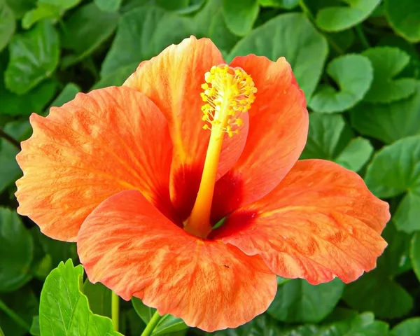 Ixora_Orange_(Hybrid)_Flower_Plant_(Pack_Of_1)