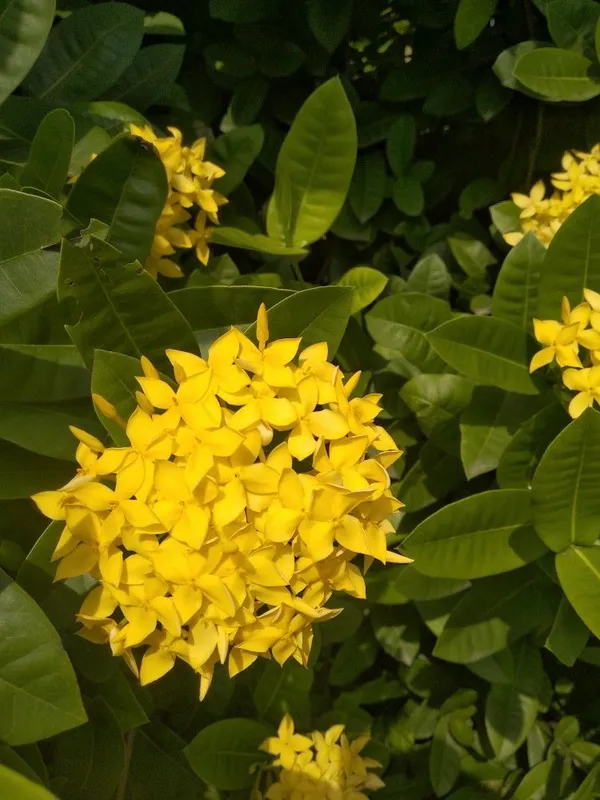 Ixora_Yellow_Flower_Plant_(Pack_Of_1)