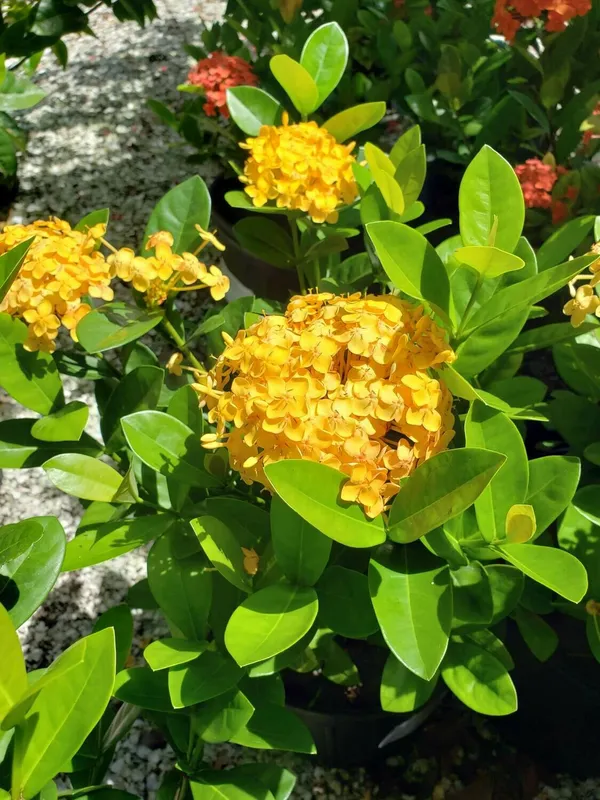 Ixora_Yellow_Flower_Plant_(Pack_Of_1)