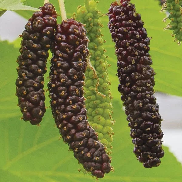 Long_Mulberry_Hybrid_Fruit_Plant
