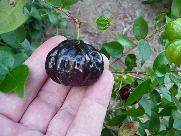 Black_Surinam_cherry_|_Grafted_and_Hybrid_Plants
