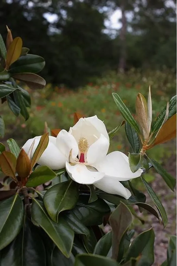 Magnolia_Grandiflora_Plant_Outdoor_Gardening