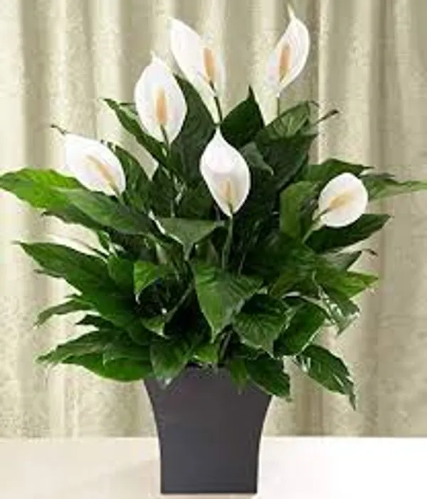 Peace_Lily_Plant