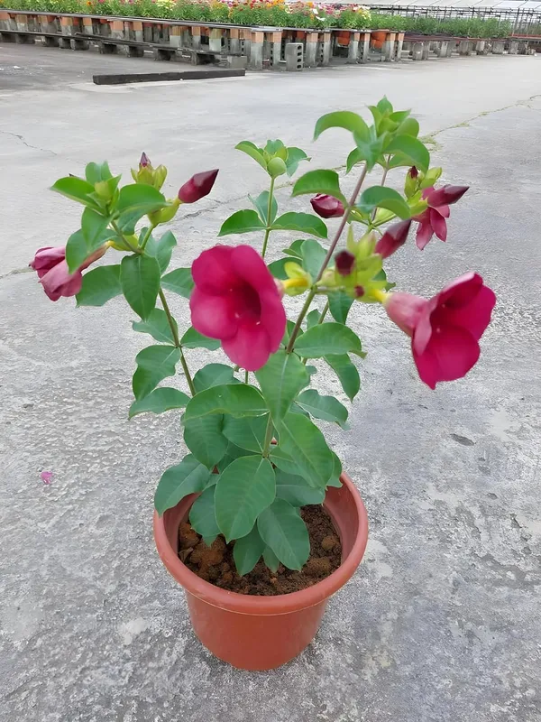 Allamanda_Red_Dwarf_Outdoor_Plant