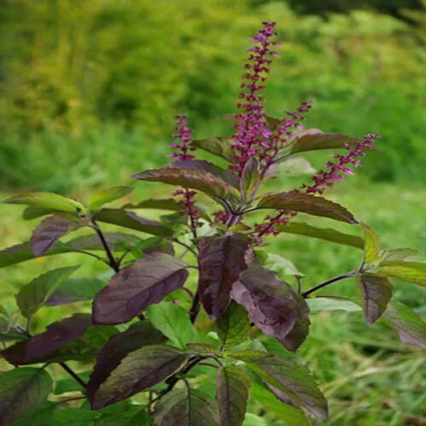 Krishna_Tulsi_Plant_|_Holy_Basil_|_Pack_Of_1