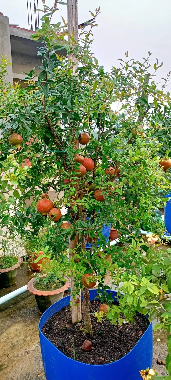 Super_Vagoa_Anar_|_Grafted_and_Hybrid_Plants