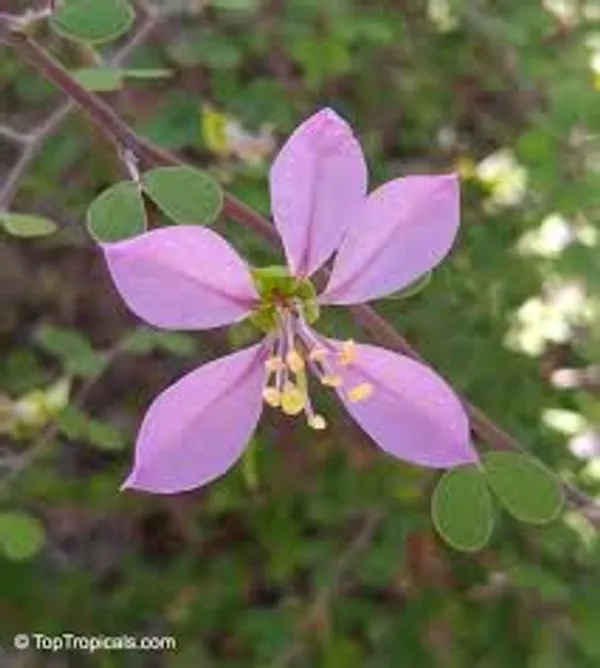 Bauhinia_Dwarf_Purple_Plant