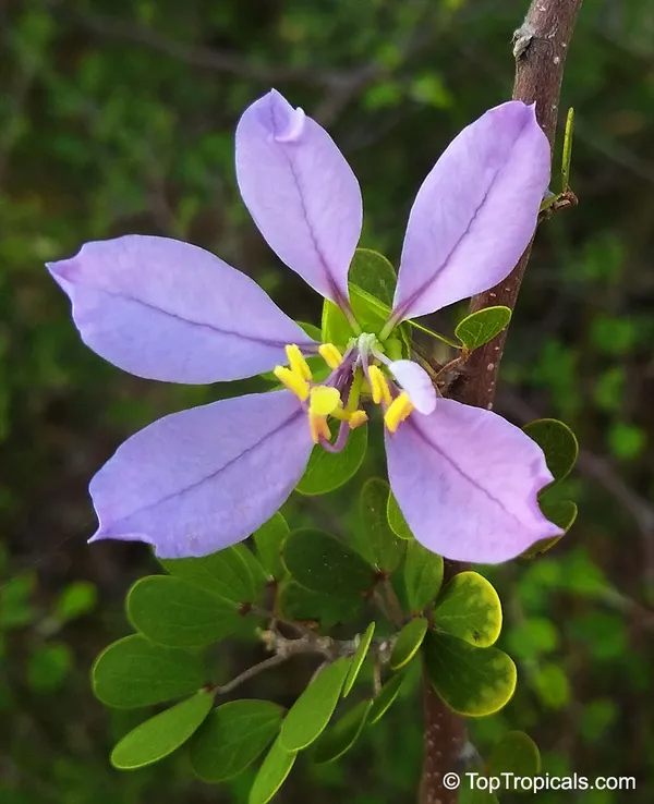 Bauhinia_Dwarf_Purple_Plant