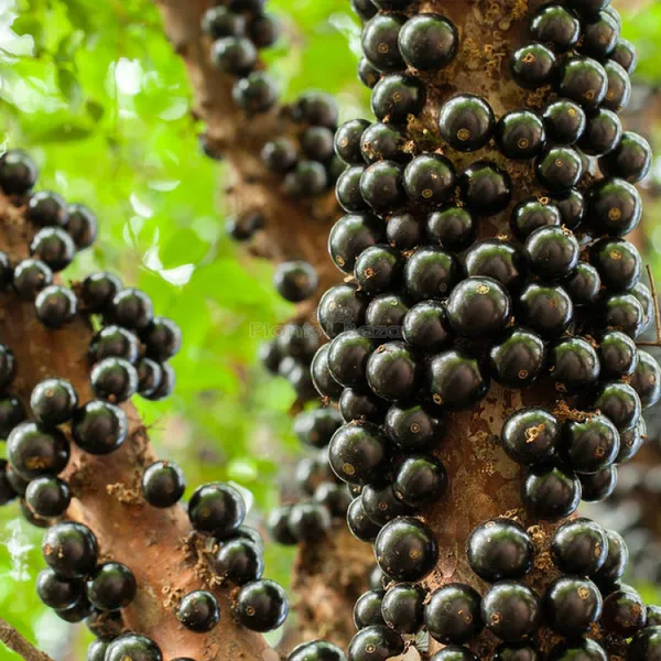 Jaboticaba_Fruit_Plant_(Pack_Of_1)