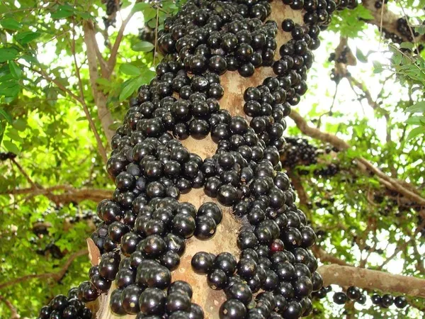 Jaboticaba_Fruit_Plant_(Pack_Of_1)