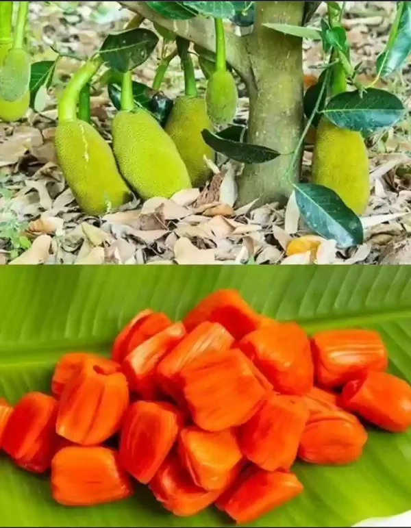 Thailand_Red_Jackfruit_Grafted_Dwarf_Variety_Fruit_Plant