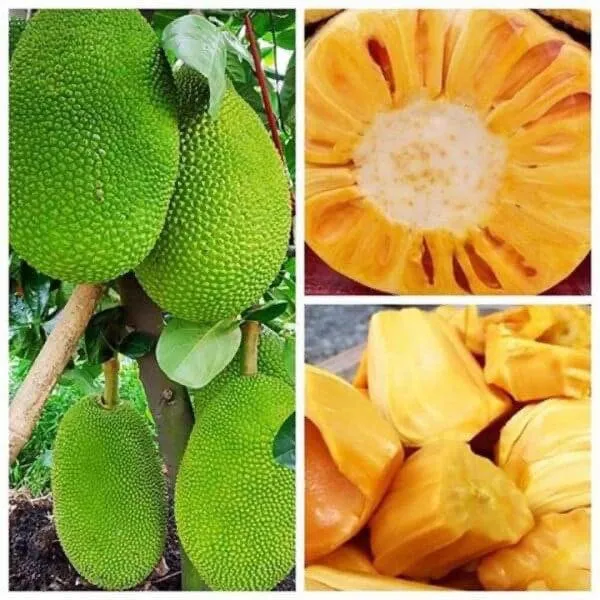 Jackfruit_plant_Hybrid_(Grafted)_(1.5-2_Feet_Height_Pack_Of_1)