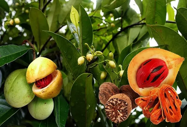 Jaifal_Biryani_Masala_Plant,_For_Your_Home_Garden_Healthy_Plant
