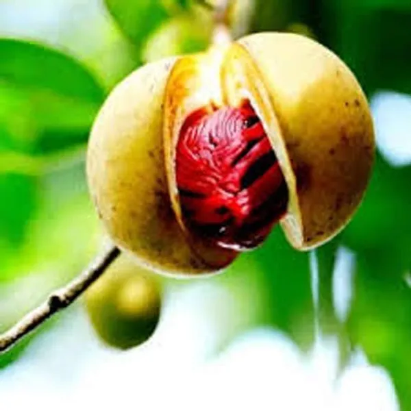 Jaifal_Seedling_Masala_Plant