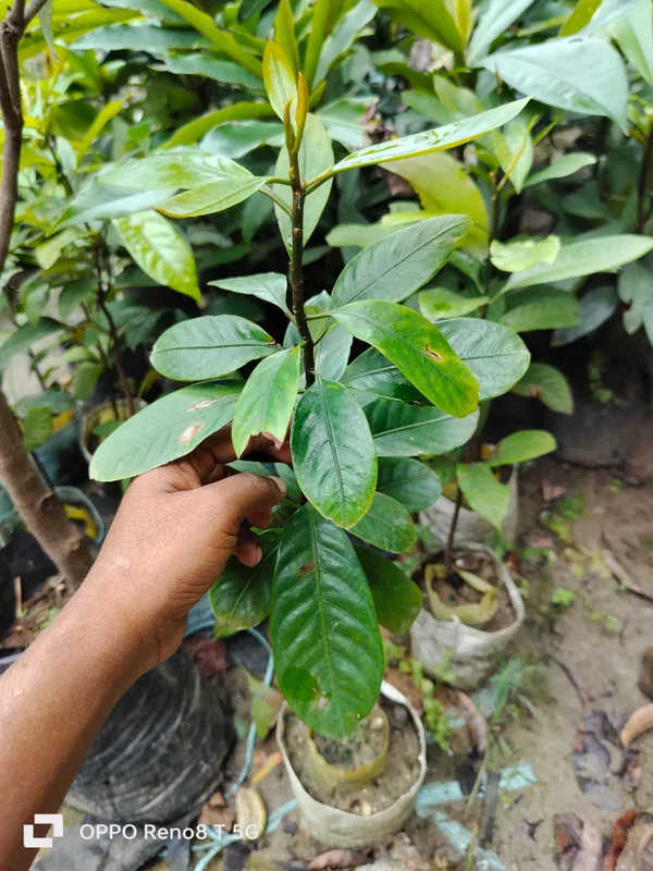 Jaifal_Seedling_Masala_Plant