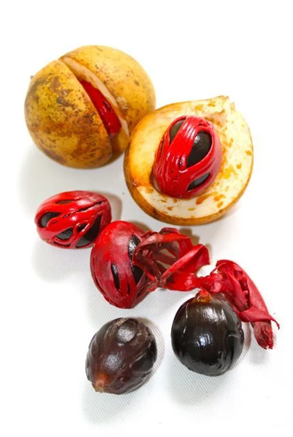 Jaifal_Seedling_Masala_Plant