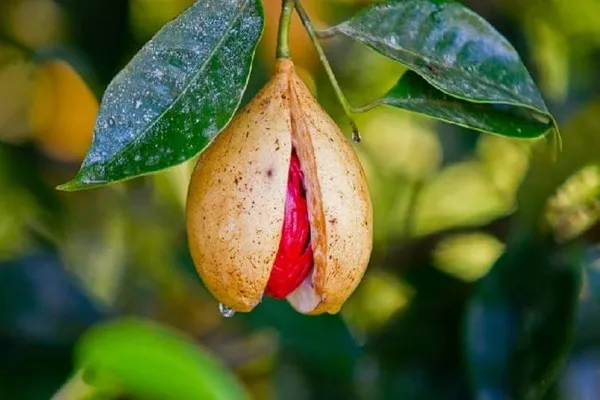 Nutmeg_Plant_Hybrid_Jaifal_Tree_Javitri_Grafted_Outdoor_Plant_Original_Variety