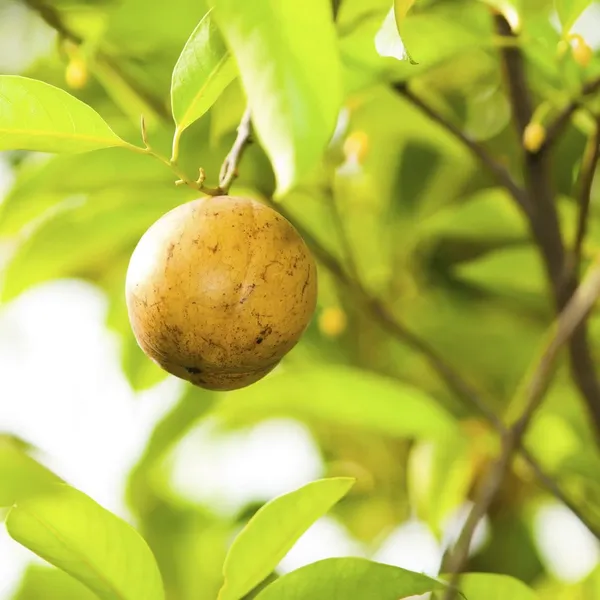 Nutmeg_Plant_Hybrid_Jaifal_Tree_Javitri_Grafted_Outdoor_Plant_Original_Variety