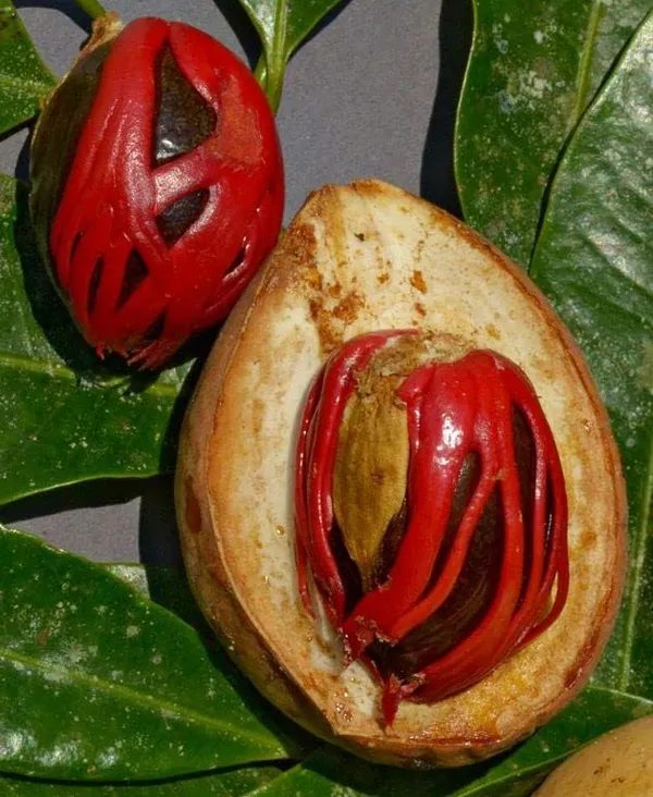 Nutmeg_Plant_Hybrid_Jaifal_Tree_Javitri_Grafted_Outdoor_Plant_Original_Variety