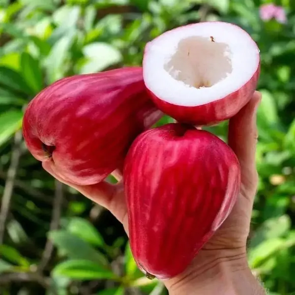 Jamaican_Water_Apple_Dwarf_Varieties_Fruit_Plant