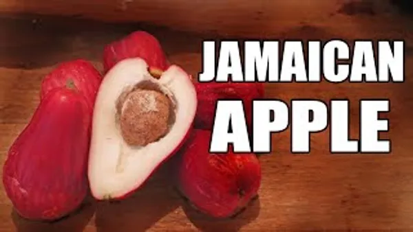 Jamaican_Water_Apple_Dwarf_Varieties_Fruit_Plant