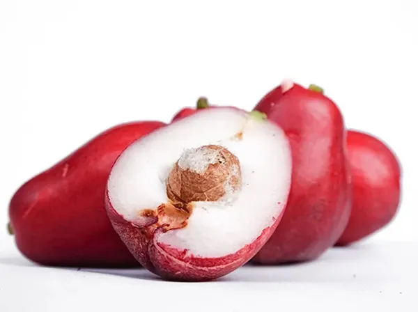 Jamaican_Water_Apple_Dwarf_Varieties_Fruit_Plant